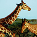 Plains of Africa